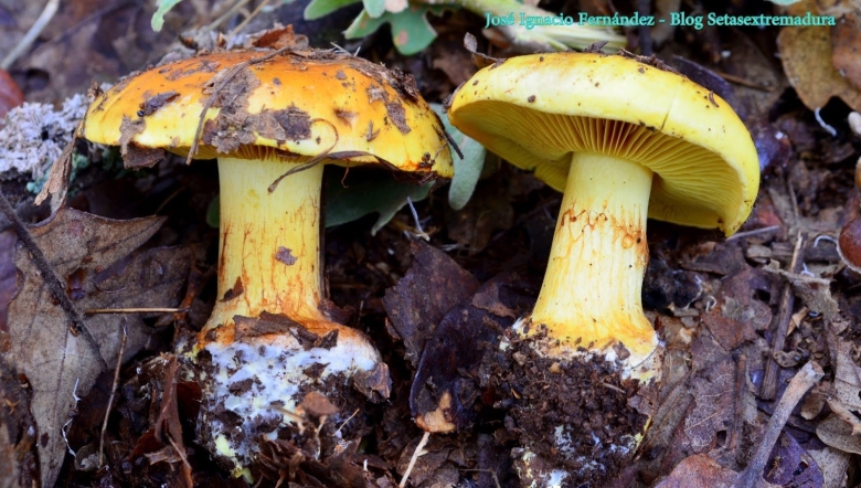 Паутинник гриб желтый с толстой ножкой