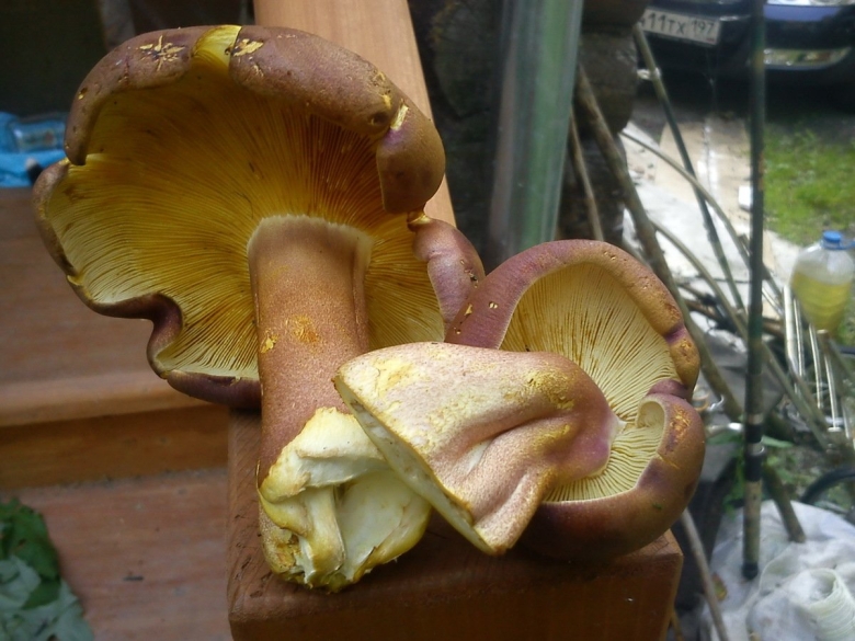 Гриб желтый пластинчатый на дереве