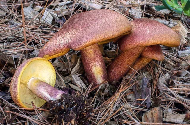 Рядовка желто красная Tricholomopsis rutilans