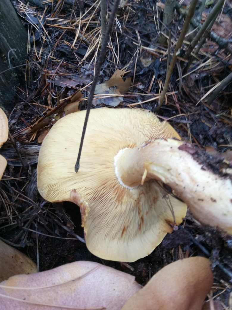 Рядовка желто красная Tricholomopsis rutilans