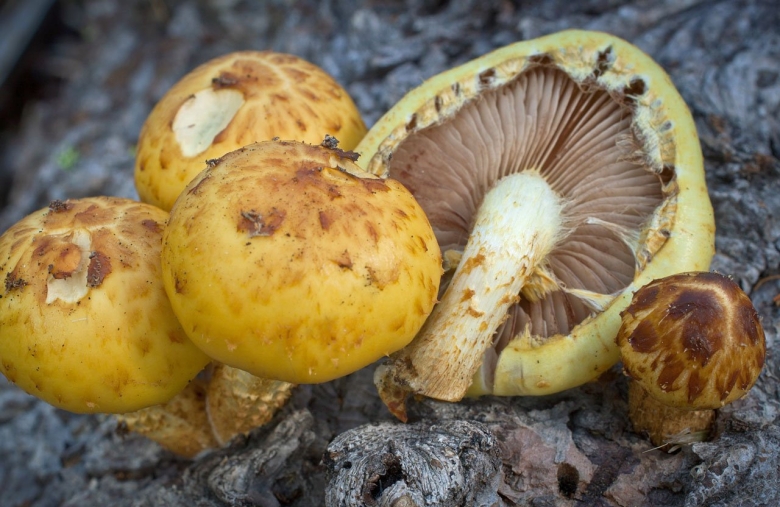 Чешуйчатка золотистая pholiota aurivella