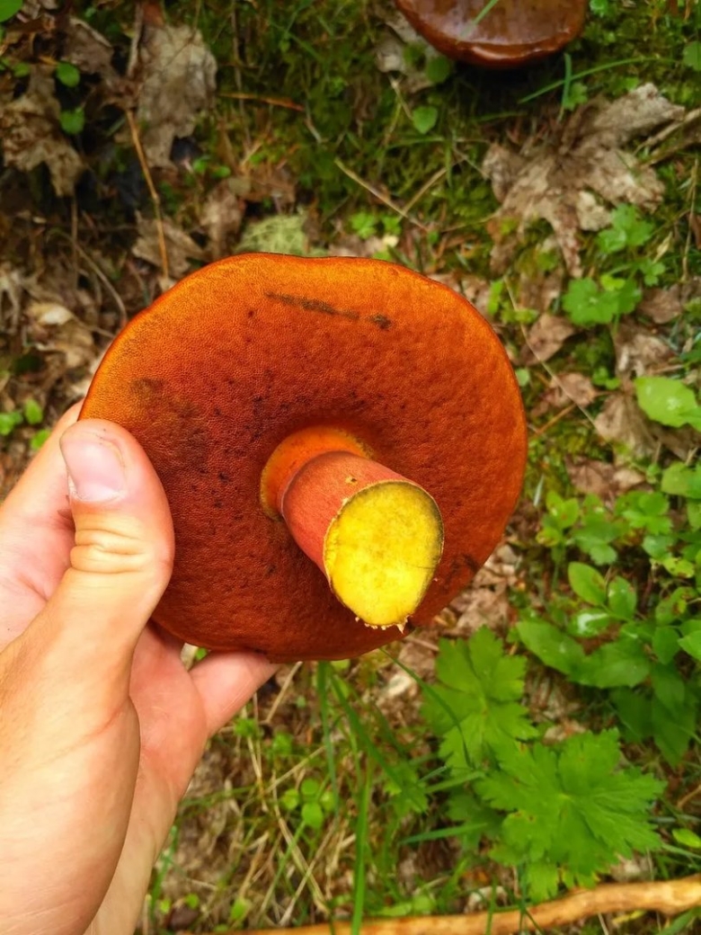 Гриб поддубовик сатанинский