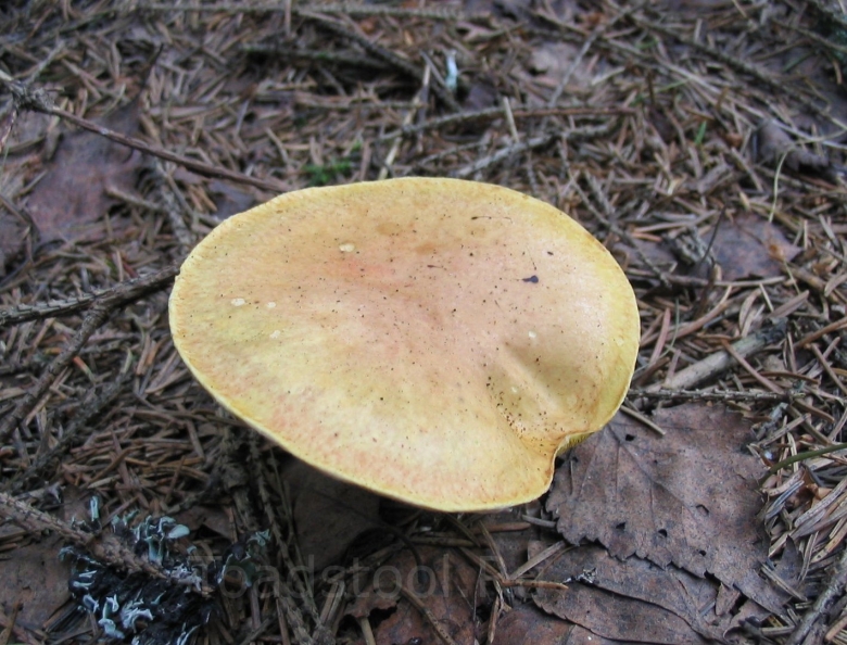 Ядовитые грибы Башкирии