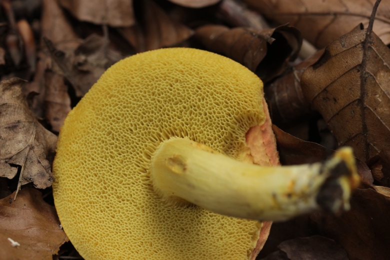 Моховик зеленый Xerocomus subtomentosus