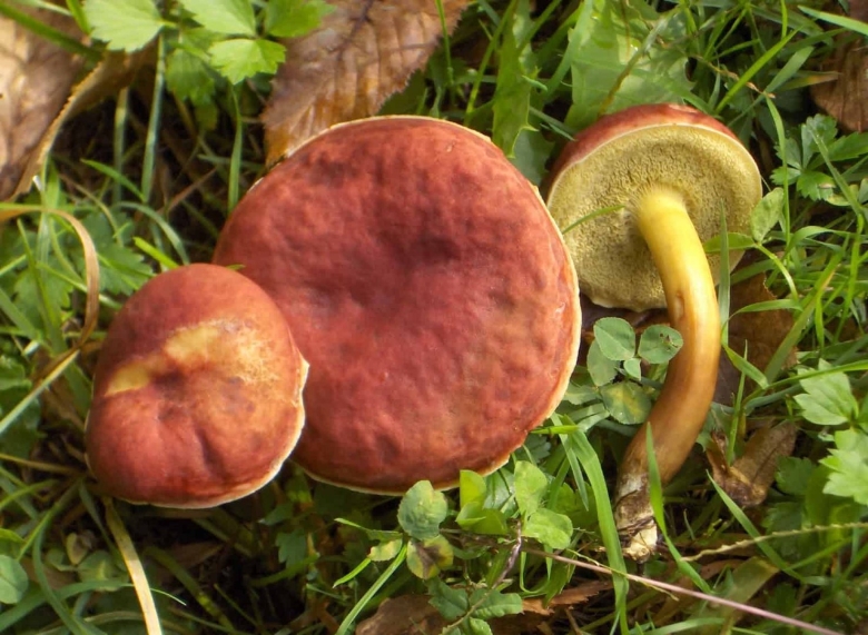 Моховик красный hortiboletus rubellus
