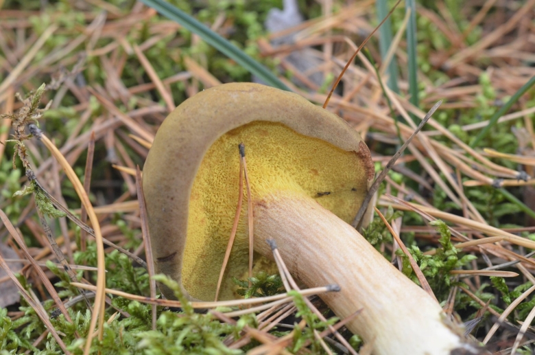 Моховик полузолотистый