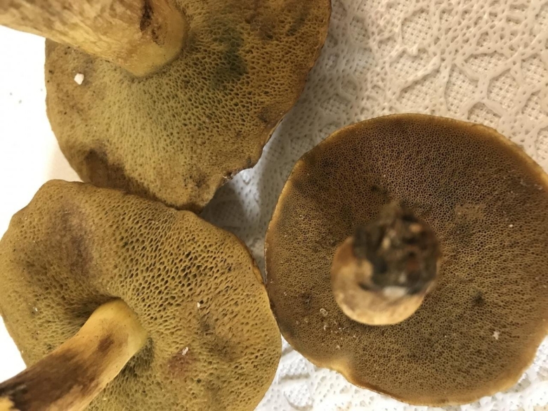 Гриб шляпка бурая снизу