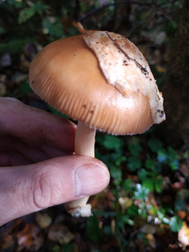 Поплавок шафранный гриб