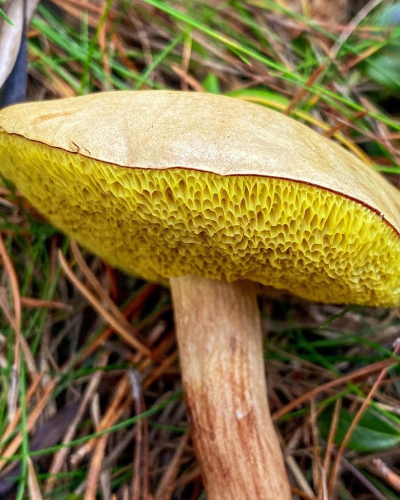 Гриб моховик