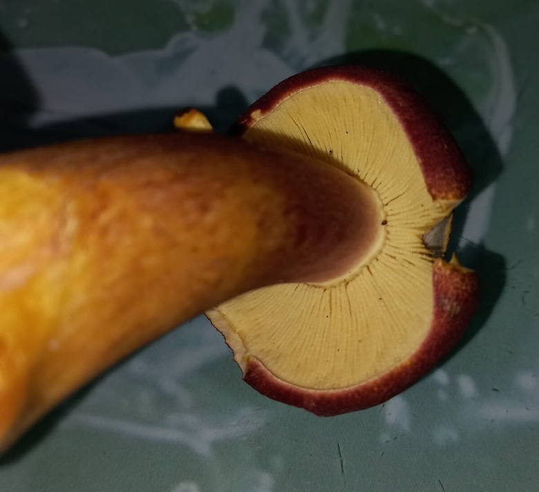 Рядовка желто красная tricholomopsis rutilans