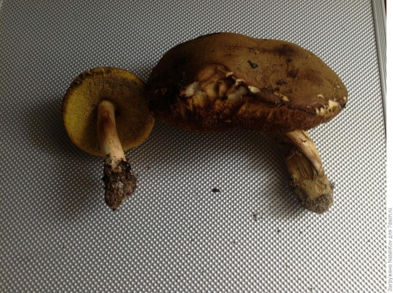 Моховик мифология