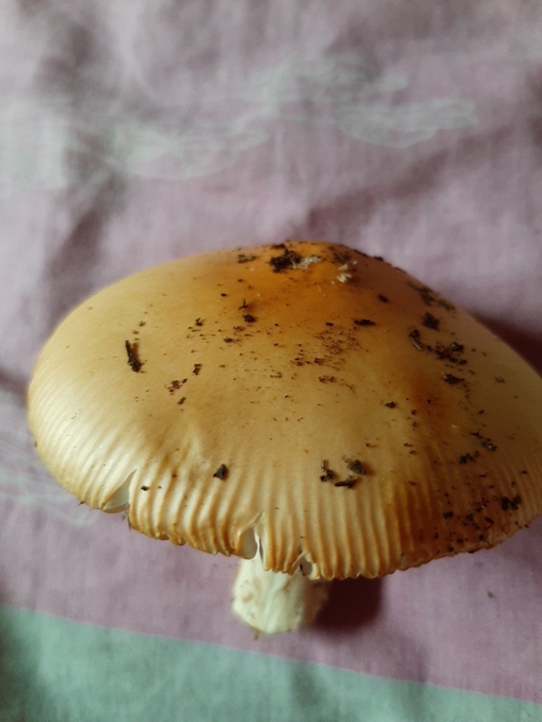 Поплавок желтеющий гриб