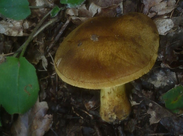 Cortinarius aureofulvus