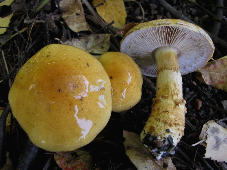 Паутинник Триумфальный желтый