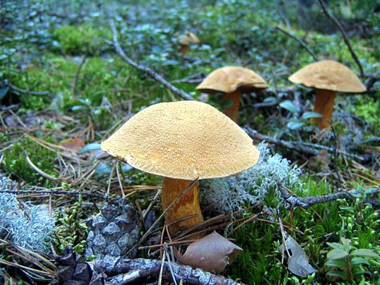 Моховик желто бурый