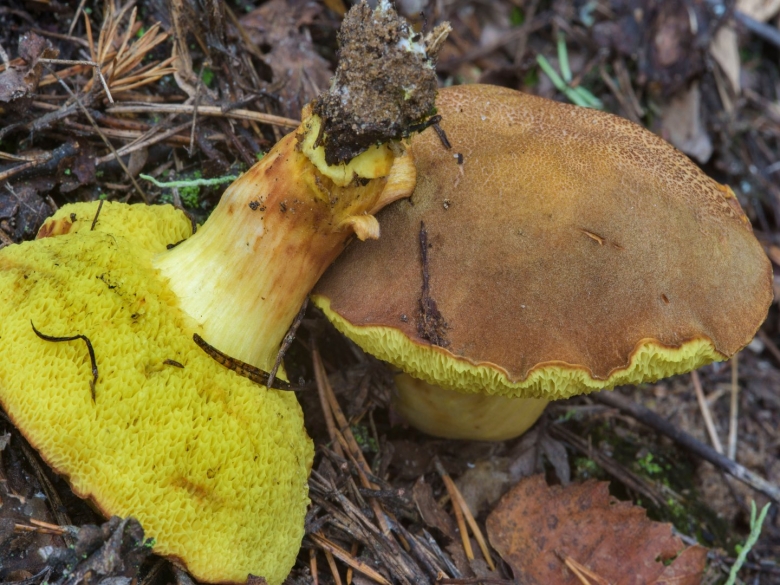 Гриб моховик пёстрый