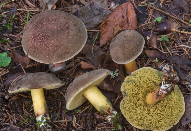 Масленок Козляк моховик