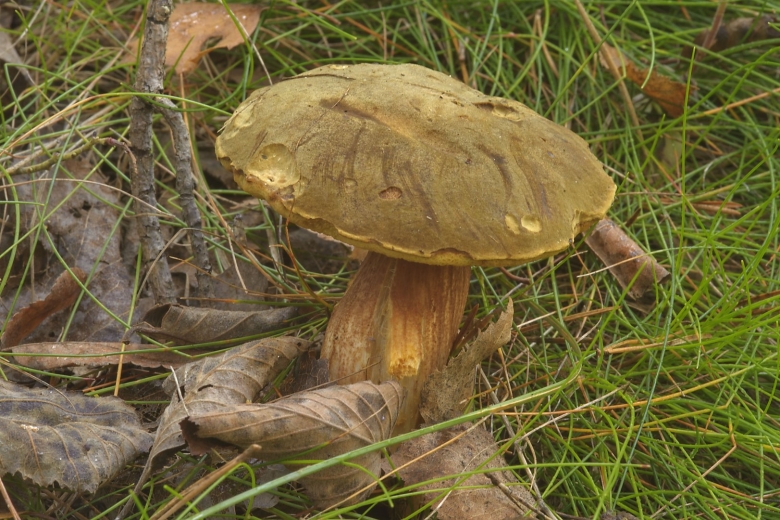 Дубовик оливково бурый