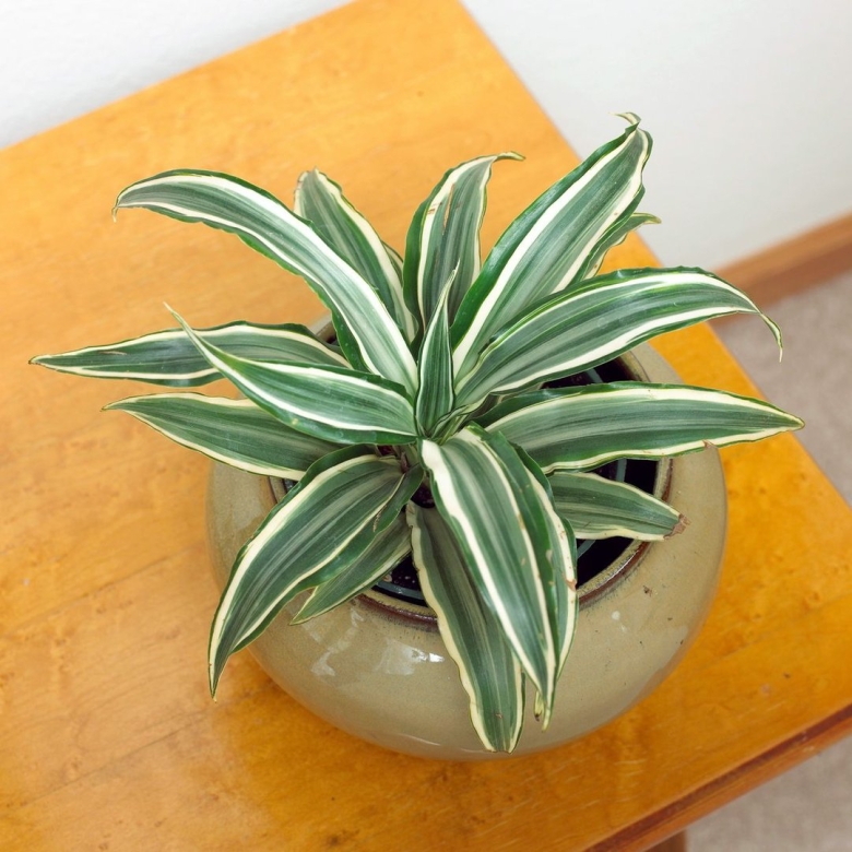 Dracaena Deremensis warneckii