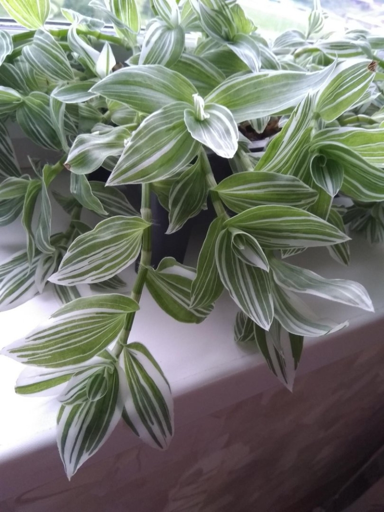 Tradescantia Zebrina