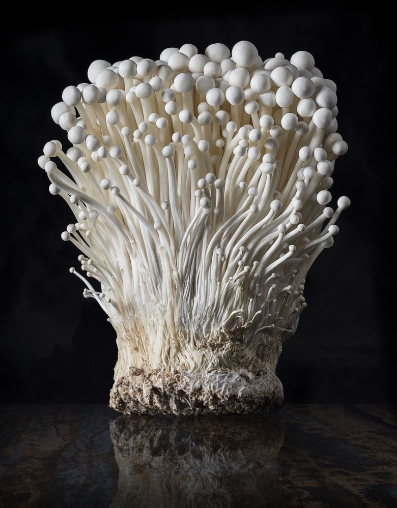 Эноки машрумс