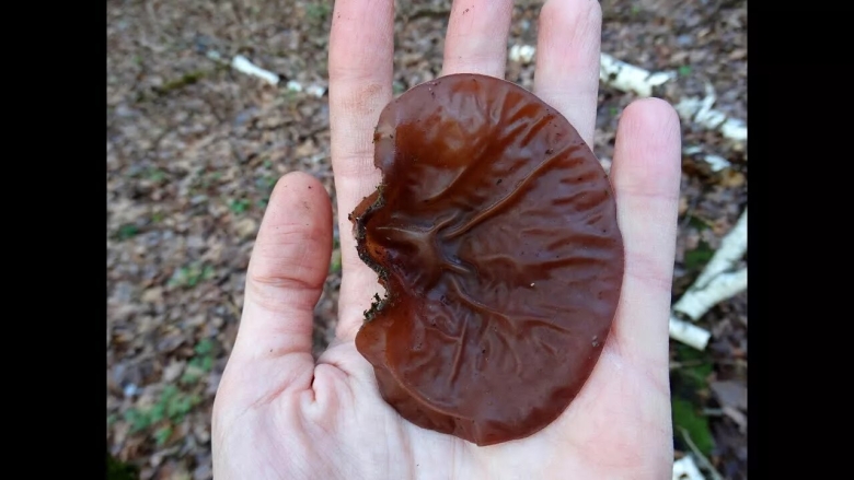 Черный древесный гриб муэр