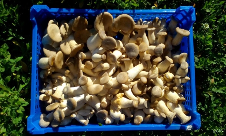 Китайская острая вешенка