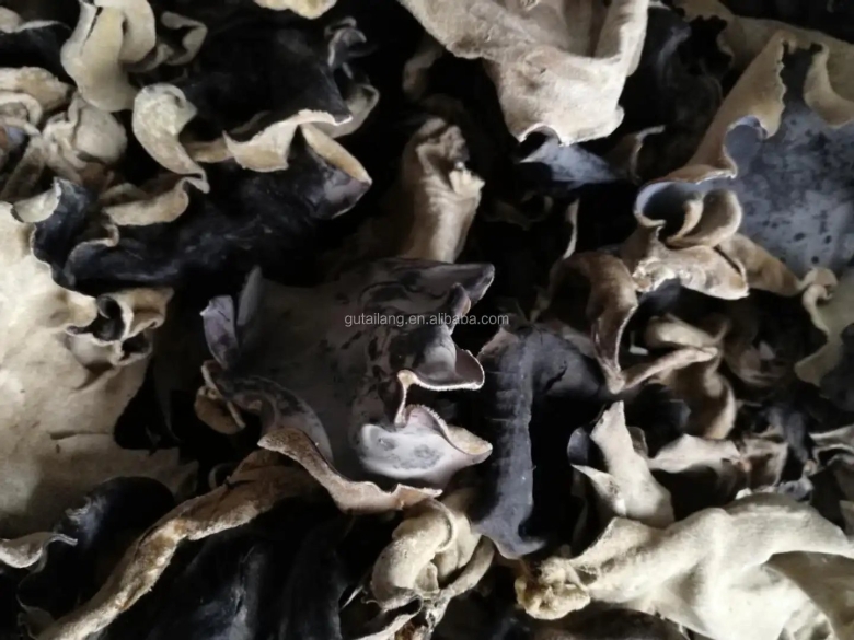 Черный китайский гриб