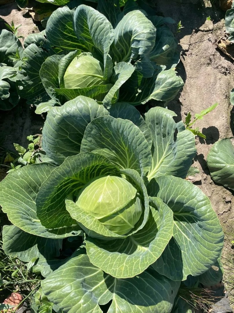 Капуста сорт