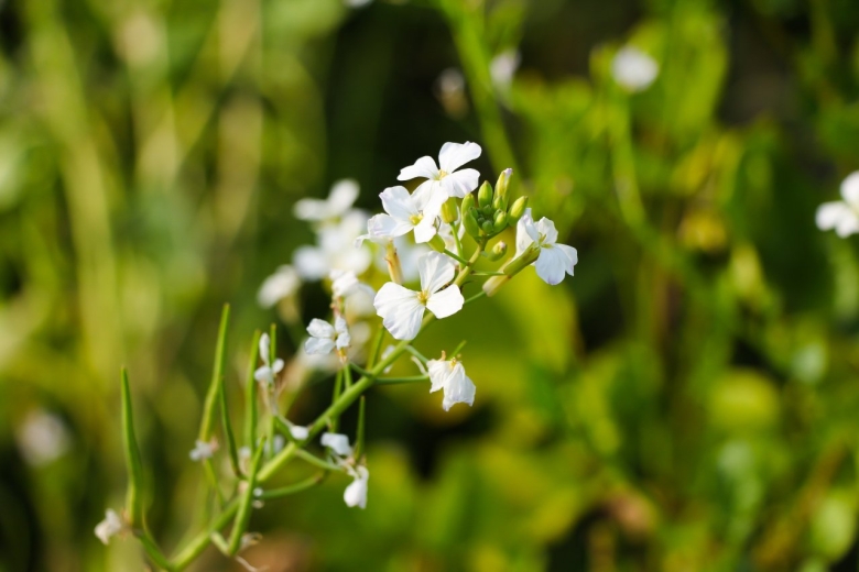 Ярутка Полевая сорняк