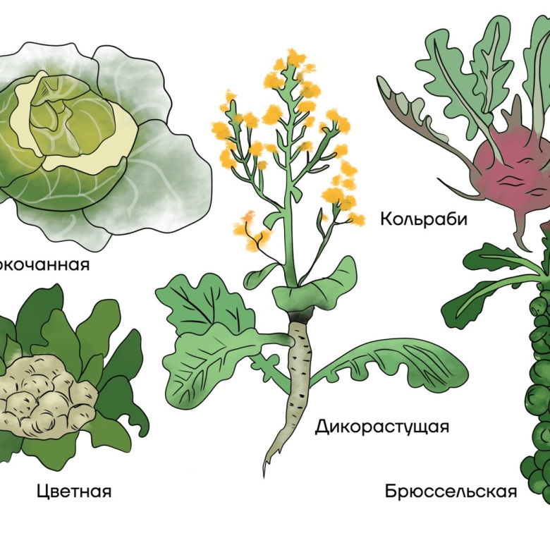 Растения семейства крестоцветные