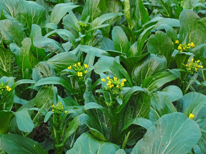 Brassica Campestris