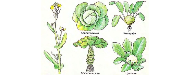 Крестоцветные капуста строение