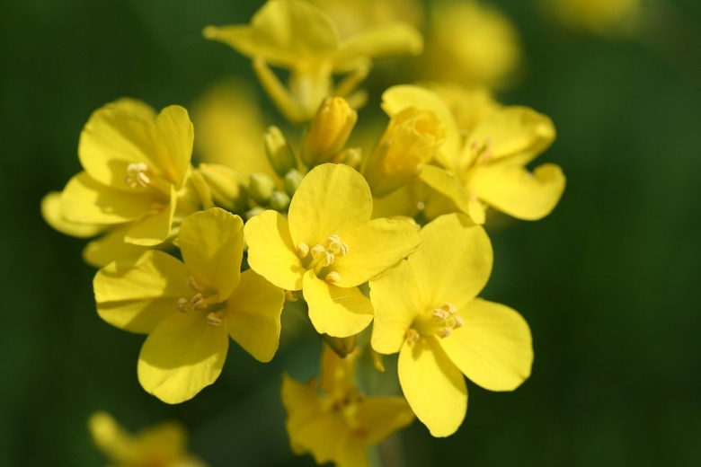 Brassica Sylvestris