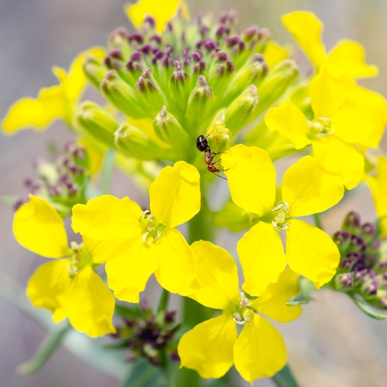 Крестоцветные двулетние