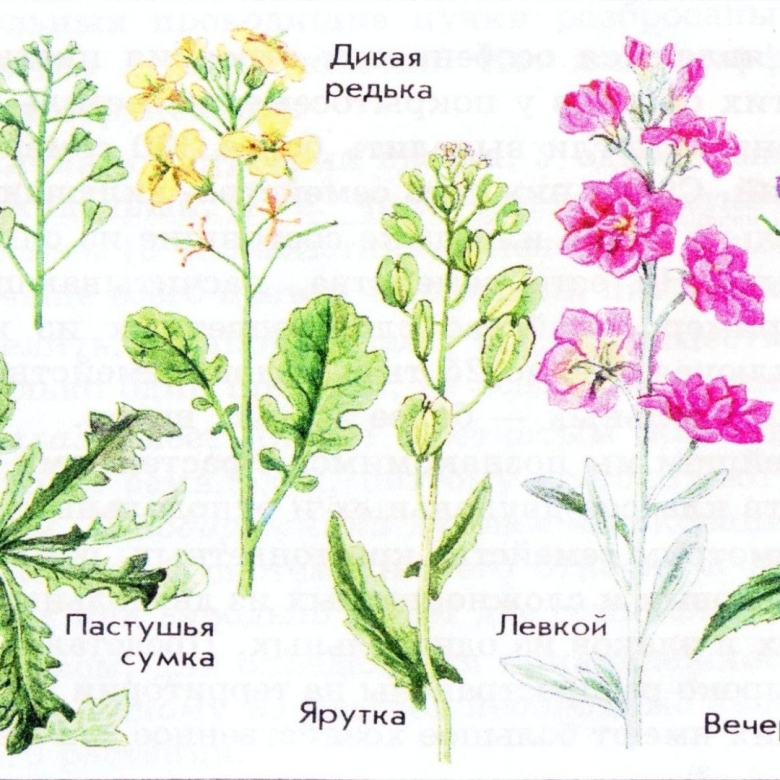 Растения семейства крестоцветные