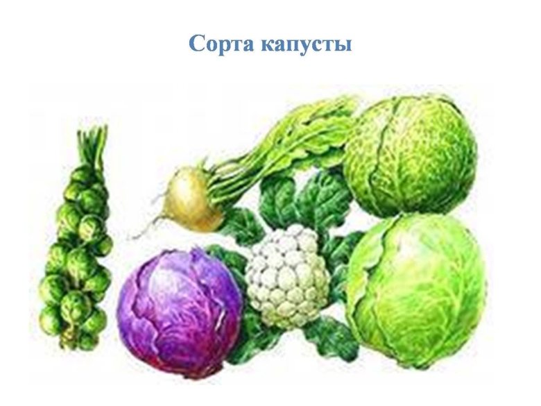 Семейство крестоцветные капустные брюссельская