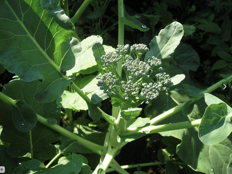 Brassica oleracea