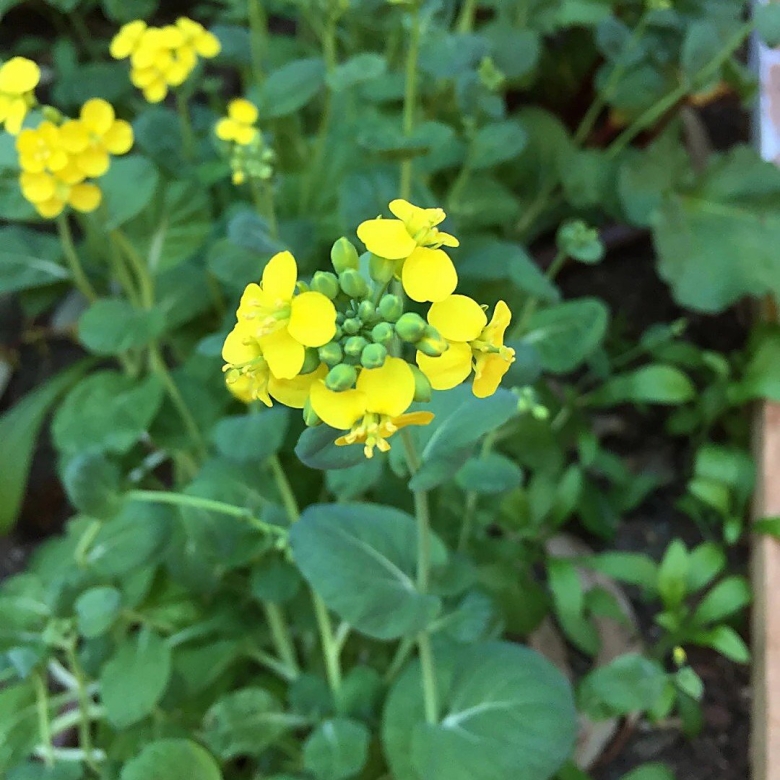 Капустная Полевая