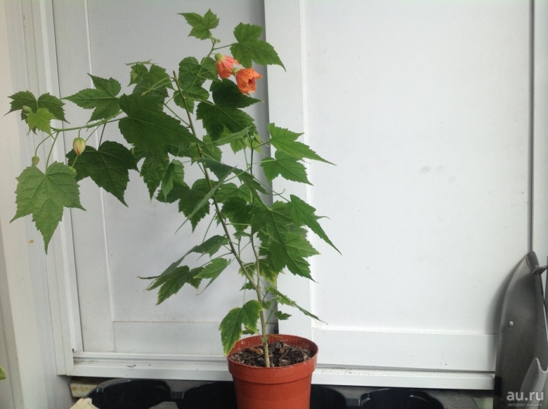 Декоративный клён комнатный