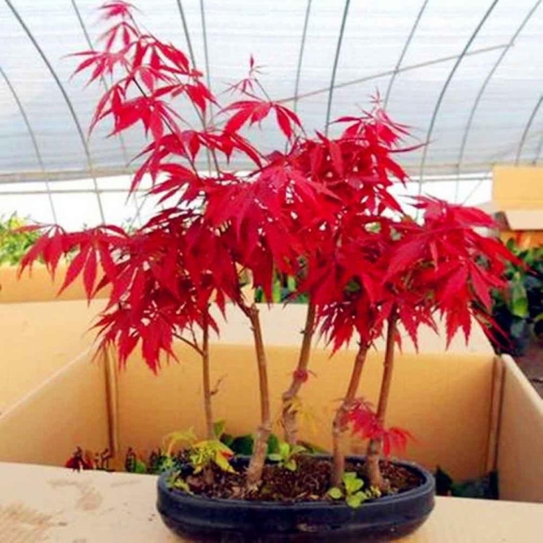 Клен дланевидный бонсай