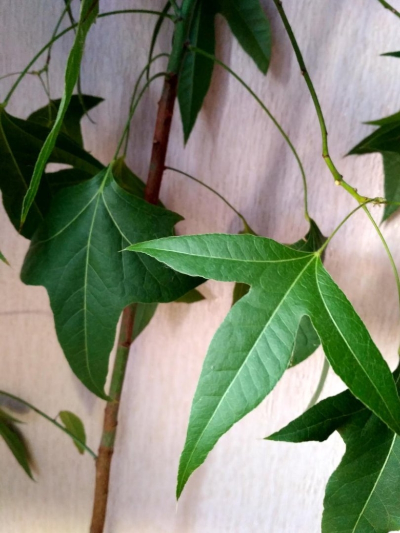 Цветок с листьями похожими на кленовые