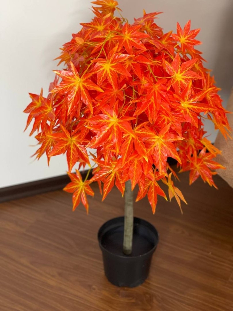 Клен декоративный