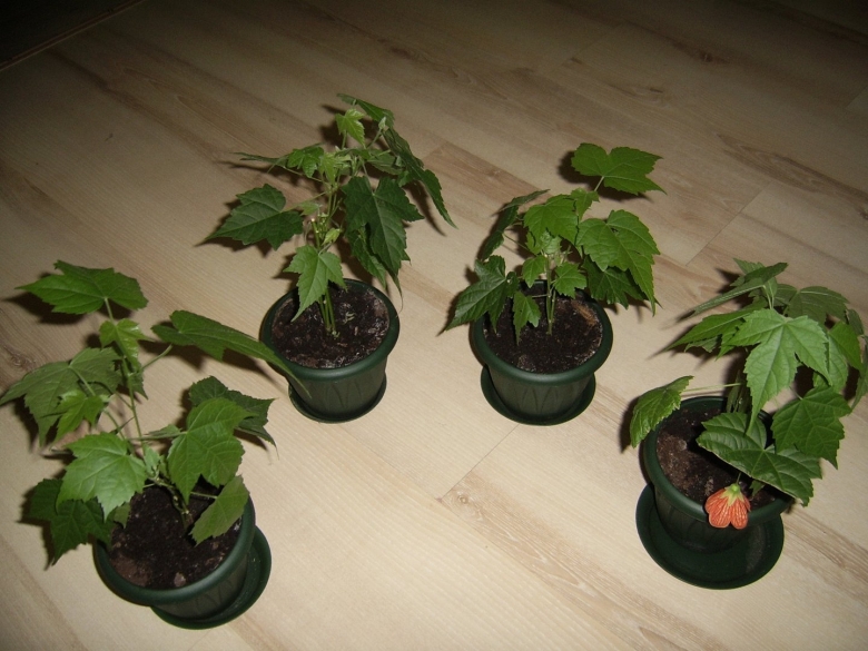 Росток абутилона гибридный