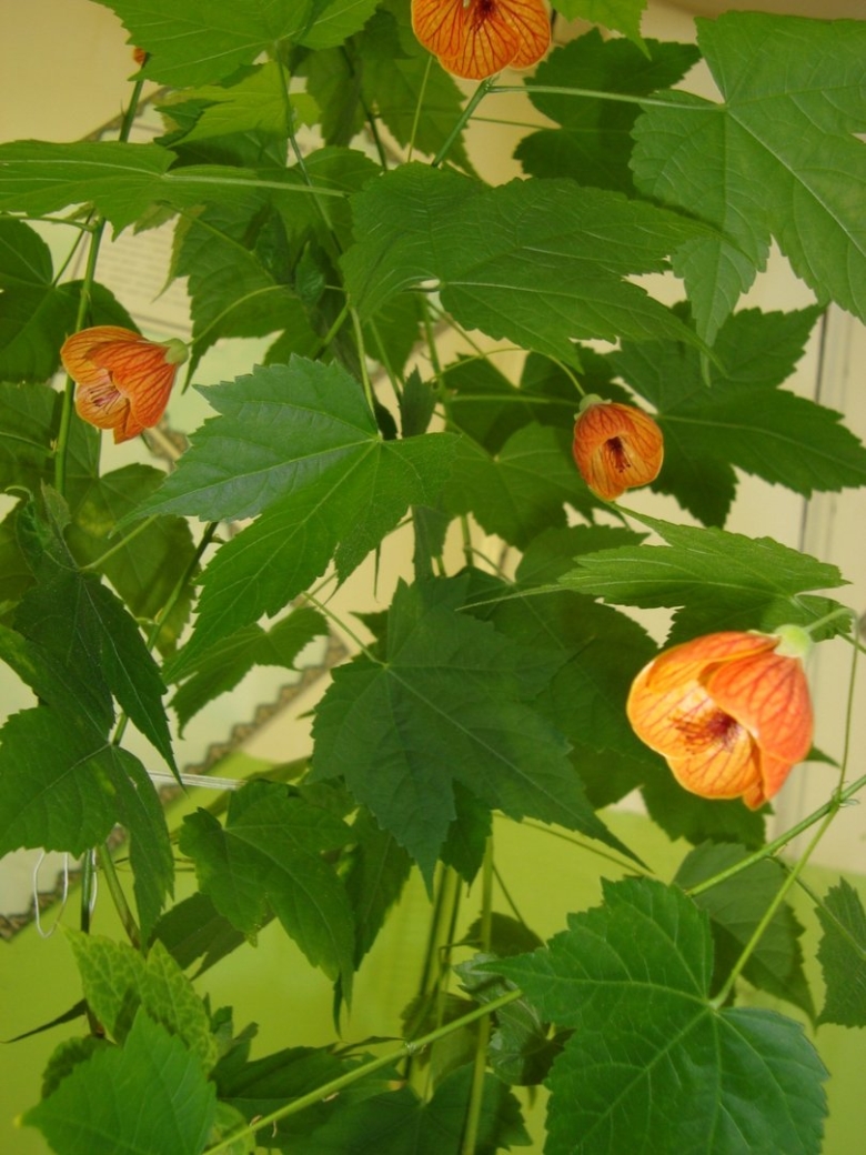 Абутилон комнатный клен