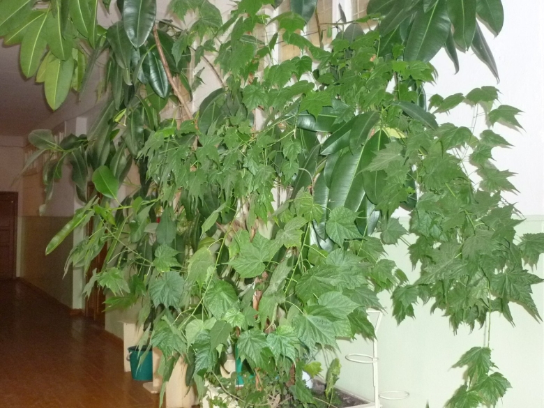 Клён комнатный цветок