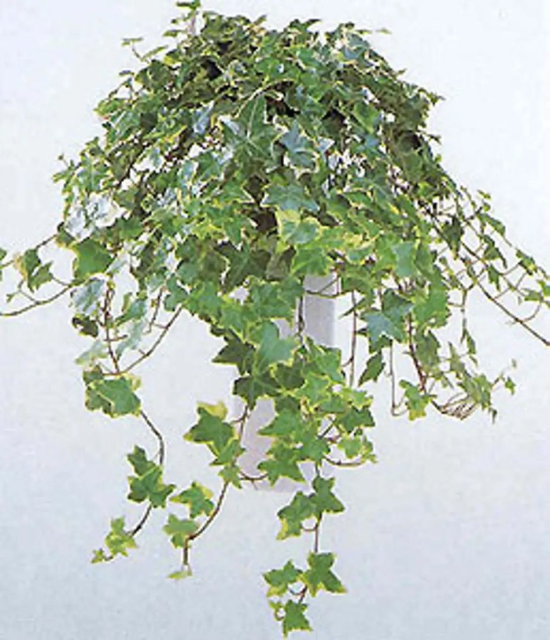 Плющ обыкновенный