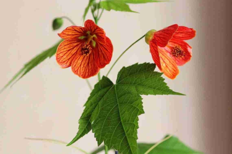 Абутилон комнатный клен