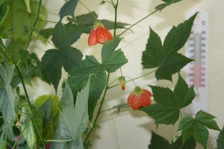 Абутилон комнатный клен