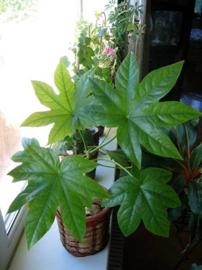Фатсия комнатный клен